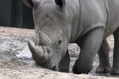 Gergedan, Granby Hayvanat Bahçesi, Quebec, Kanada