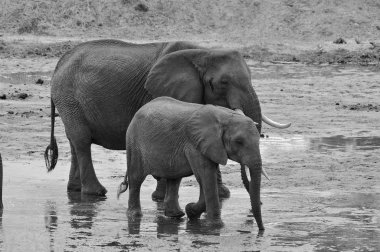 Serengeti, Tanzanya 'daki fil. Serengeti, dünyanın on doğal seyahat harikasından biri olan dünyanın en büyük memeli göçüne ev sahipliği yapıyor..