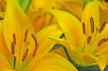 Gündüzleri Hemerocallis cinsinde çiçek açan bir bitkidir. Çekici çiçekleri için uzun süre gündüz üreyen türler..