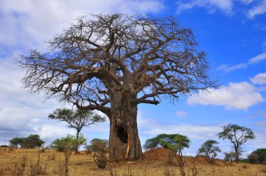 Baobab, Boaboa, şişe ağacı, ters dönmüş ağaç ve Tarangire Ulusal Parkı, Ruaha, Serengeti, Mikumi, Katavi ve Mkomazi 'den sonra Tanzanya' nın en büyük altıncı milli parkıdır.