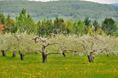 Çiçek açan elma ağaçları, gül familyasının en çok tatlı, pofuduk meyvesi olan elmalarıyla tanınan yaprak döken ağaçlarıdır. Dünya çapında bir meyve ağacı gibi işlenmiş.  