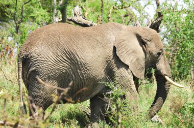 Amboseli Ulusal Parkı 'ndaki fil (eski adıyla Maasai Amboseli Oyun Rezervi) Kenya' nın Rift Valley ilinin Kajiado ilçesinde yer alır. Kenya-Tanzanya sınırına yayılan ekosistem.