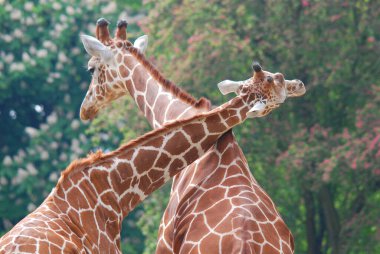 Berlin Hayvanat Bahçesi zürafası (Giraffa camelopardalis), Afrika 'da yaşayan tek ayak parmaklı bir memeli türü..