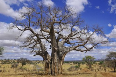 Baobab, Boaboa, şişe ağacı, ters dönmüş ağaç ve Tarangire Ulusal Parkı, Ruaha, Serengeti, Mikumi, Katavi ve Mkomazi 'den sonra Tanzanya' nın en büyük altıncı milli parkıdır.