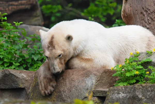 Білий Ведмідь Ursus Maritimus Ведмідь Який Мешкає Переважно Північному Полярному — стокове фото