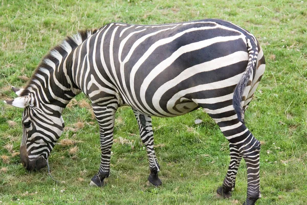 Zebraweide Auf Der Grünen Wiese — Stockfoto