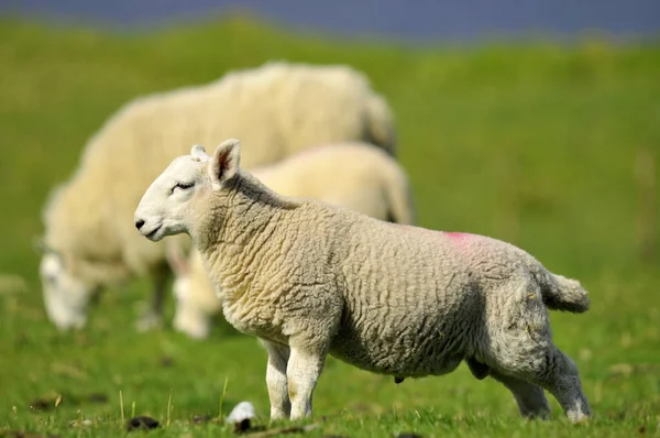 Schapen Quirain Isle Skye Schotland Verenigd Koninkrijk — Stockfoto