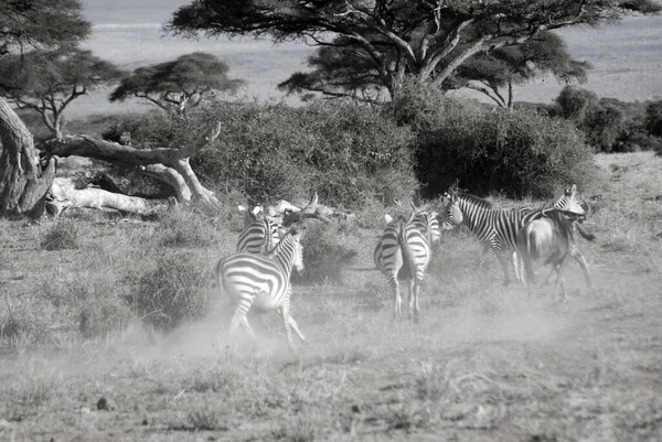 Zebras Amboseli National Park Раніше Maasai Amboseli Game Reserve Знаходиться — стокове фото