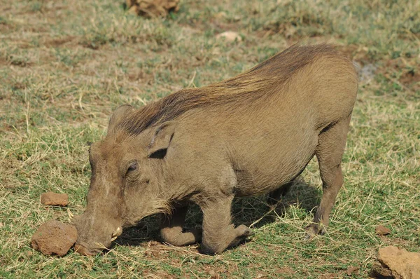 フォコチョエルス Phachocherus サイダス科の野生の豚の属で ワムシとして知られている 亜科Phacchoerinaeの唯一の属である — ストック写真