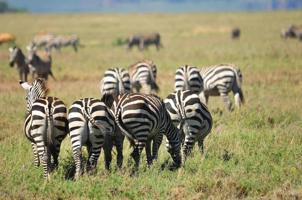 Zebras Serengeti坦桑尼亚 塞伦盖蒂是世界上最大的哺乳动物迁徙之地 也是世界上十大自然旅行奇观之一 — 图库照片
