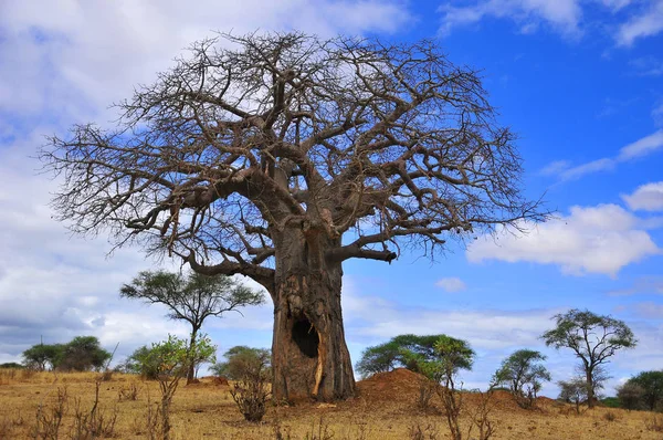 Baobab Lub Boab Boaboa Drzewo Butelkowe Góry Nogami Drzewo Małpa — Zdjęcie stockowe