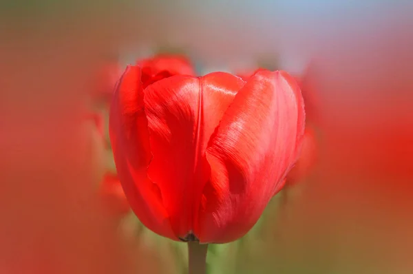 Laleler Tulipa Cinsinde Gösterişli Çiçekleri Olan 109 Türü Barındıran Uzun — Stok fotoğraf