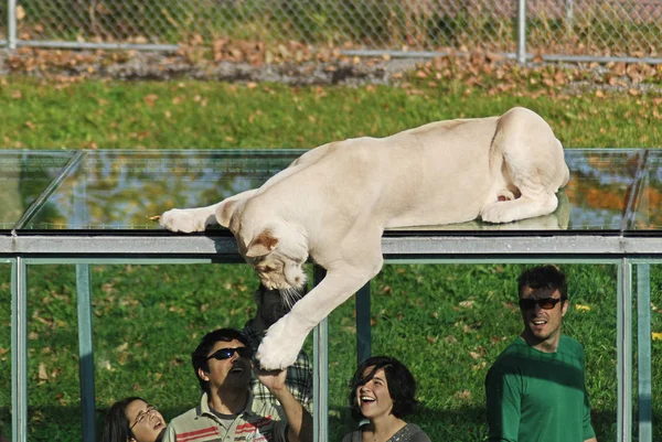 León Blanco Encuentra Ocasionalmente Reservas Vida Silvestre Sudáfrica Una Rara — Foto de Stock