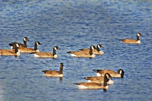 Flock Ankor Som Simmar Sjön — Stockfoto