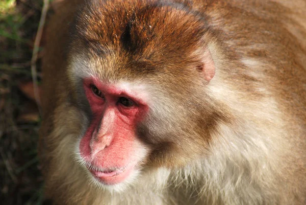 Naast Mens Geslacht Homo Zijn Makaken Het Meest Wijdverspreide Primaten — Stockfoto