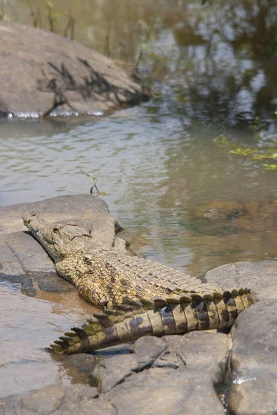 Hluhluwe Imfolozi Parc Crocodile Nil Est Crocodile Africain Grand Prédateur — Photo