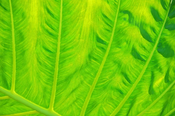 緑の葉の質感の背景 — ストック写真