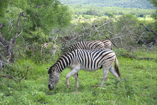 Hluhluwe Imfolozi公园南非 伯彻尔斑马 Equus Quagga Burchellii是斑马的南部亚种 — 图库照片