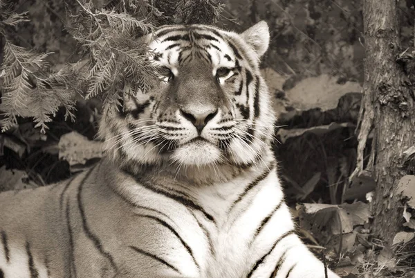 Tigre Sibérien Amour Est Une Population Tigrise Panthera Extrême Orient — Photo