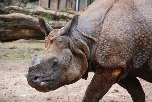 Ινδικός Ρινόκερος Rhinoceros Unicornis Ονομάζεται Επίσης Μεγαλύτερος Μονόκερος Ρινόκερος Και — Φωτογραφία Αρχείου