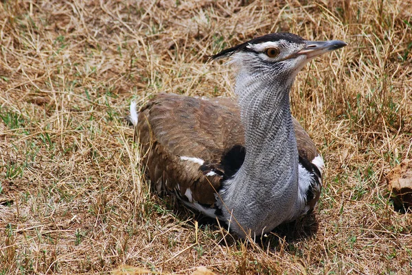 Kori Bustard Ardeotis Kori Afrika Özgü Büyük Bir Kuştur Bustard — Stok fotoğraf