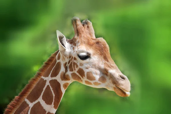 Żyrafa Giraffa Camelopardalis Jest Afrykańskim Ssakiem Kopytnym Równymi Palcami Najwyższym — Zdjęcie stockowe
