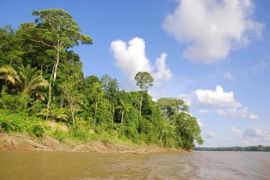 Peru amazonisinde tropikal yağmur ormanı manzaralı Rio de Dios
