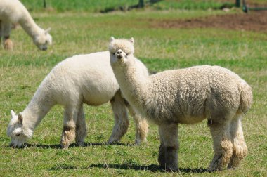 Alpaca, Güney Amerika kamelyasının evcil bir türüdür. Görünüşte küçük bir lama gibi görünüyor. Alpakalar Güney Peru And Dağları 'nın eteklerinde otlayan sürüler halinde tutuluyor.
