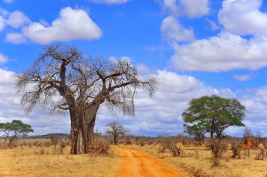 Baobab, Boaboa, şişe ağacı, ters dönmüş ağaç ve Tarangire Ulusal Parkı, Ruaha, Serengeti, Mikumi, Katavi ve Mkomazi 'den sonra Tanzanya' nın en büyük altıncı milli parkıdır.