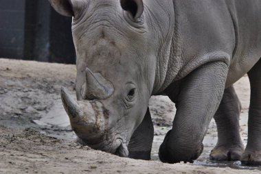 Beyaz gergedan ya da kare dudaklı gergedan, gergedanın mevcut en büyük türüdür. Otlamak için kullanılan geniş bir ağzı vardır ve gergedan türlerinin en sosyal olanıdır.