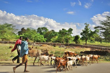 ARUSHA, TANZANIA - 20 Ekim, Arusha, Tanzanya 'daki Arusha köyünde yürüyen tanımlanamayan Masai halkı. Masailer Doğu Afrika 'da Hint Okyanusu' nun yanında Nilotik bir gruptur.. 