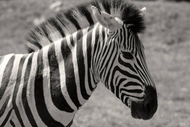 Zebralar Amboseli Ulusal Parkı 'nda, eski adıyla Maasai Amboseli Oyun Rezervi, Kenya' nın Rift Valley Eyaleti 'nde yer almaktadır. Kenya-Tanzanya sınırına yayılan ekosistem.