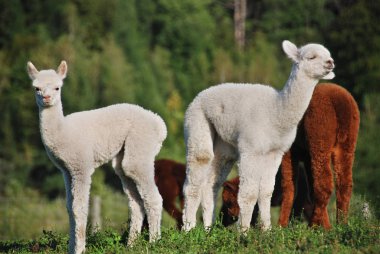 Alpaca, Güney Amerika kamelyasının evcil bir türüdür. Görünüşte küçük bir lama gibi görünüyor. Alpakalar Güney Peru And Dağları 'nın eteklerinde otlayan sürüler halinde tutuluyor.