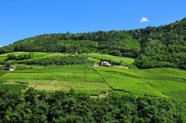 Dağlardaki yeşil tarlaların güzel manzarası 