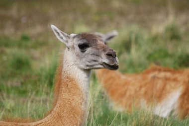Guanacoes (Lama guanicoe) in Patagonia, Torres del Paine. The name guanaco comes from the South American language Quechua word wanaku (old spelling, huanaco). Young guanacos are called chulengo(s). clipart