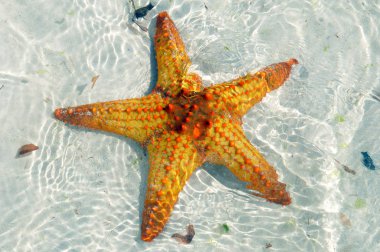 Zanzibar, Tanzanya denizyıldızı veya deniz yıldızları Asteroidea sınıfına ait ekodermlerdir. 