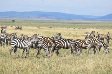 Zebra Serengeti Tanzanya. Serengeti, dünyanın on doğal seyahat harikasından biri olan dünyanın en büyük memeli göçüne ev sahipliği yapıyor..