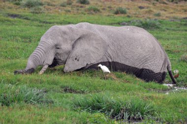 Amboseli Ulusal Parkı 'ndaki filler, eski adıyla Maasai Amboseli Oyun Rezervi, Kenya' nın Rift Valley Eyaleti 'nde yer alır. Kenya-Tanzanya sınırına yayılan ekosistem.