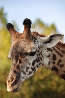 Masai Zürafası ya da Masai Zürafası (ayrıca Kilimanjaro Zürafası olarak da bilinir) zürafanın en büyük alt türü ve en uzun kara memelisidir. Kenya ve Tanzanya 'da bulunur..