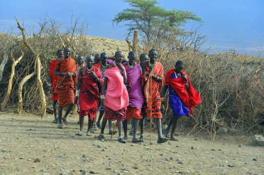 AMBOSELI, KENYA - 13 OCT: Masai kabilesinden tanımlanamayan Afrikalı grup Kenya 'nın Masai Mara kentinde 13 Ekim 2011 tarihinde yapılan geleneksel atlama dansını göstermeye hazırlanıyor. Onlar göçebe ve küçük köylerde yaşıyorlar..