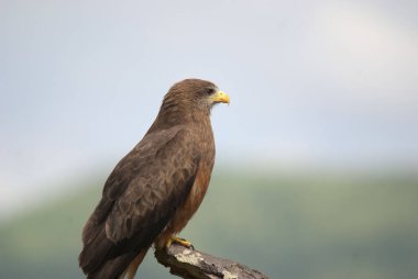 Hluhluwe imfolozi parkı Güney Afrika, Steppe kartalı (Aquila nipalensis) yırtıcı bir kuştur. Tüm kartallar gibi o da Accipitridae ailesine ait..