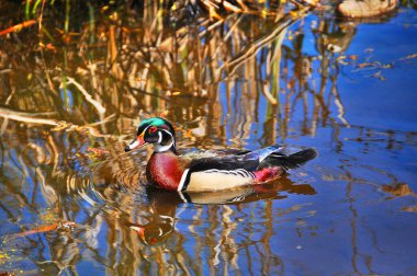Erkek Orman Ördeği (