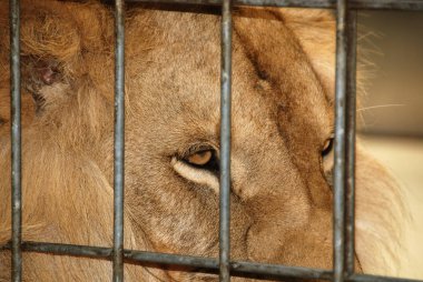 Aslan, Panthera cinsindeki dört büyük kediden biridir ve Felidae familyasının bir üyesidir. Bazı erkekler 250 kg ağırlığı (550 lb) aşarak kaplandan sonra yaşayan en büyük ikinci kedidir.