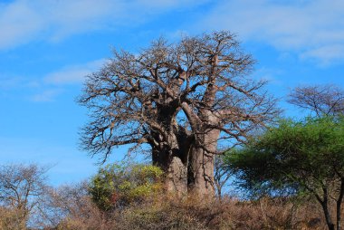 Baobab, Boaboa, şişe ağacı, ters dönmüş ağaç ve Tarangire Ulusal Parkı, Ruaha, Serengeti, Mikumi, Katavi ve Mkomazi 'den sonra Tanzanya' nın en büyük altıncı milli parkıdır.