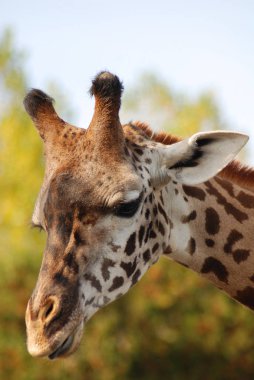 Masai Zürafası ya da Masai Zürafası (ayrıca Kilimanjaro Zürafası olarak da bilinir) zürafanın en büyük alt türü ve en uzun kara memelisidir. Kenya ve Tanzanya 'da bulunur.. 