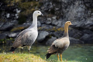Upland Goose (Chloephaga picta) ördek, kaz ve kuğu familyası Anatidae 'nin bir Güney Amerika üyesidir. Shelduck alt familyasından, Tadorninae..