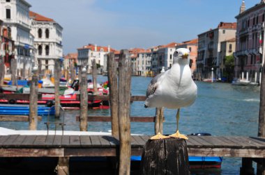 VENICE - 12 Haziran 2011 'de Venedik, İtalya' da Büyük Kanal. Venedik, İtalya 'nın kuzeydoğusunda 118 küçük adadan oluşan bir şehir. Venedik 'e yılda 20 milyondan fazla turist geliyor.. 