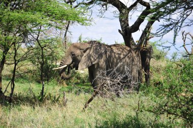 Amboseli Ulusal Parkı 'ndaki fil (eski adıyla Maasai Amboseli Oyun Rezervi) Kenya' nın Rift Valley ilinin Kajiado ilçesinde yer alır. Kenya-Tanzanya sınırına yayılan ekosistem.