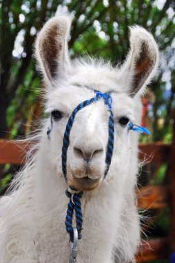 El Chaten Arjantin (Lama gma), Andean kültürleri tarafından İspanyol öncesi dönemlerden beri et ve yük hayvanı olarak kullanılan Güney Amerika 'lı bir camelid..