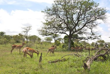 Hluhluwe imfolozi parkı Güney Afrika, Impala (Aepyceros melampus) doğu ve güney Afrika 'da bulunan orta büyüklükte bir antiloptur..